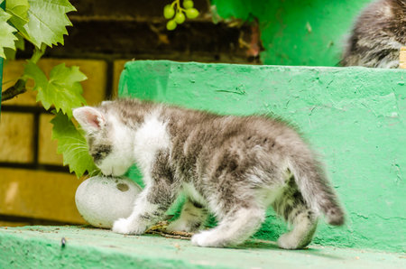 Little playful gray kitten. A small gray cat, on the steps in the yard of a private property.の写真素材