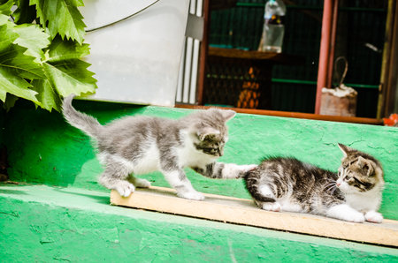 Two small gray playful kittens. Two small gray playful kittens, on the steps in the yard of a private property.の写真素材