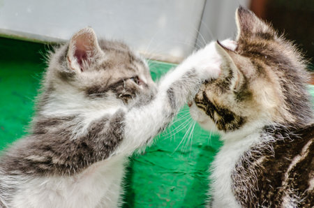 Two small gray playful kittens. Two small gray playful kittens, on the steps in the yard of a private property.の写真素材