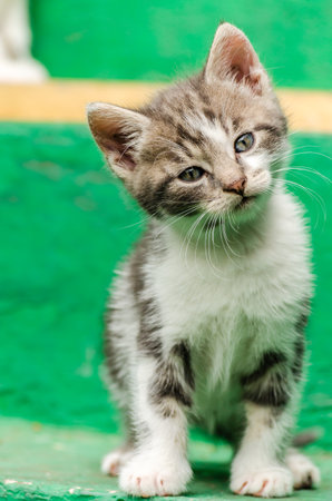 Little playful gray kitten. A small gray cat, on the steps in the yard of a private property.の写真素材