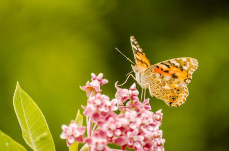 A nice butterfly (Vanessa cardui) on white flowers and green background.の写真素材