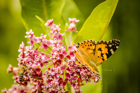 A nice butterfly (Vanessa cardui) on white flowers and green background.の写真素材