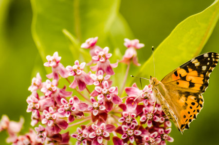 A nice butterfly (Vanessa cardui) on white flowers and green background.の写真素材