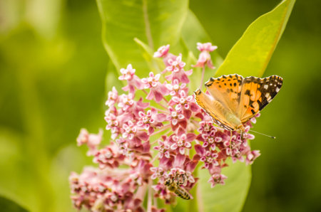 A nice butterfly (Vanessa cardui) on white flowers and green background.の写真素材