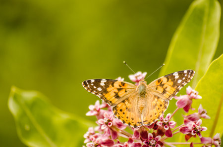 A nice butterfly (Vanessa cardui) on white flowers and green background.の写真素材