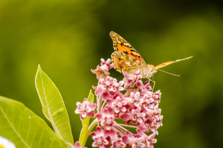 A nice butterfly (Vanessa cardui) on white flowers and green background.の写真素材