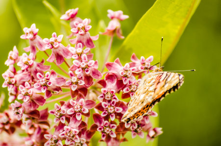 A nice butterfly (Vanessa cardui) on white flowers and green background.の写真素材