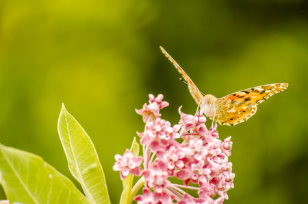 A nice butterfly (Vanessa cardui) on white flowers and green background.の写真素材