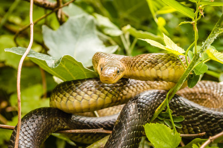 Aesculapius snake - Zamenis longissimus, Elaphe longissima, non-venomous olive green and yellow snake native to Europe, subfamily Colubrinae of the family Colubridae. He rests on a bush.の写真素材