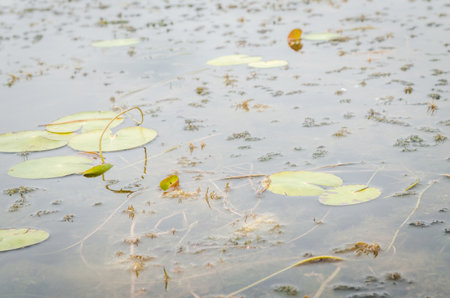 A panoramic view of the constructed artificial lake. A view of the water lilies along the shore of the lake in autumn.の写真素材