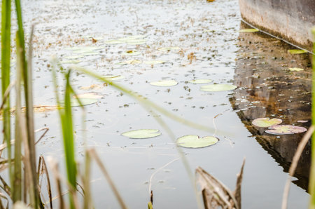 A panoramic view of the constructed artificial lake. A view of the water lilies along the shore of the lake in autumn.の写真素材