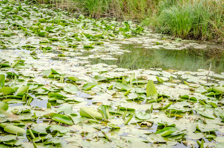 A panoramic view of the constructed artificial lake. A view of the water lilies along the shore of the lake in autumn.の写真素材