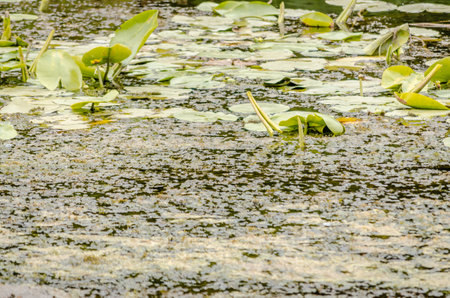 A panoramic view of the constructed artificial lake. A view of the water lilies along the shore of the lake in autumn.の写真素材