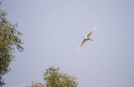 A view of a white heron in flight. A view of a white heron in flight over the city beach of the Danube River.の写真素材
