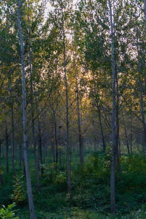 The forest along the river Danube in the dry part of the year near the town of Novi Sadの写真素材
