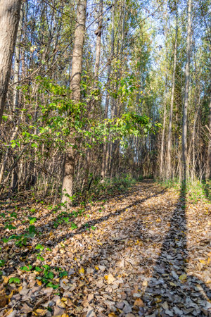 The forest along the river Danube in the dry part of the year near the town of Novi Sadの写真素材