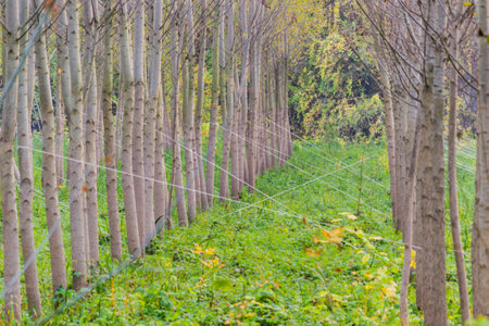 The forest along the river Danube in the dry part of the year near the town of Novi Sadの写真素材