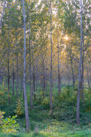The forest along the river Danube in the dry part of the year near the town of Novi Sadの写真素材