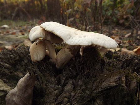 Wild mushrooms in a young forest by the Danube river.の写真素材