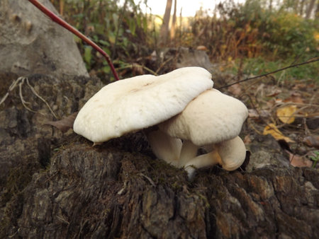 Wild mushrooms in a young forest by the Danube river.の写真素材