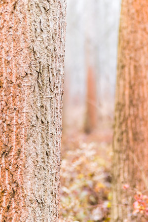 Poplar trees in the winter period of the year. The forest in the winter period of the year, covered with morning mist.の写真素材