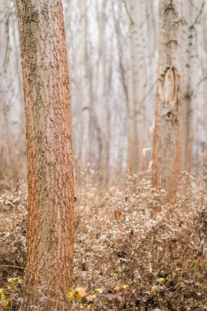 Poplar trees in the winter period of the year. The forest in the winter period of the year, covered with morning mist.の写真素材