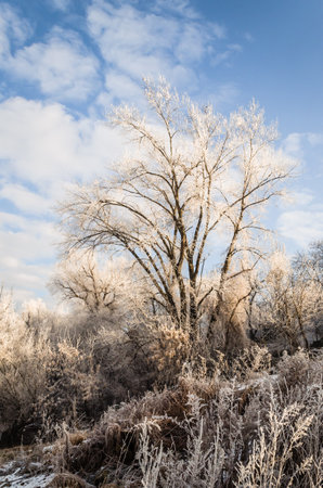 Frozen, snow-covered banks of the Danube River below the Petrovaradin Fortress, Vojvodina, Novi Sad, Petrovaradin, Serbia.の写真素材
