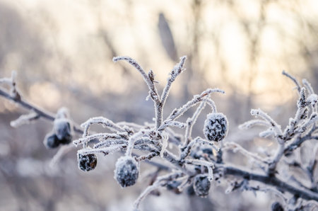 Frost-covered fruits of Prunus spinosa. Frost-covered and frozen green fruits of Prunus spinosa.の写真素材