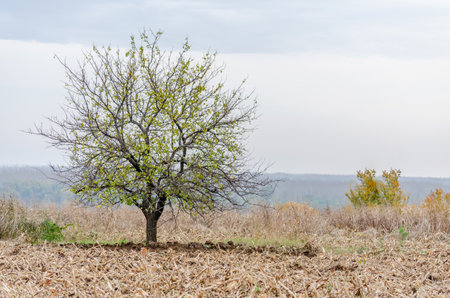 A lone tree stands on arable arable land.の写真素材