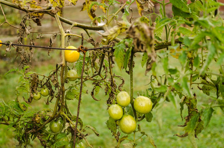 Green unripe tomatoes growing on the branches. green tomatoes ripening in a greenhouse. Green tomato growing on branch. Green cherry tomatoes growing in the garden.の写真素材