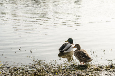 Wild ducks in their natural environment, on the shore next to the cold, autumn water of the lake.