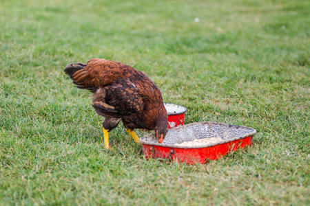 A domestic hen eating wheat grains from a red metal bowl in a private backyard.の写真素材