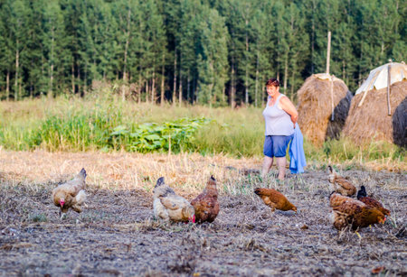 Novi Sad, Serbia. August 13, 2020. Domestic chickens eat wheat grains in the backyard in the countryside.の写真素材