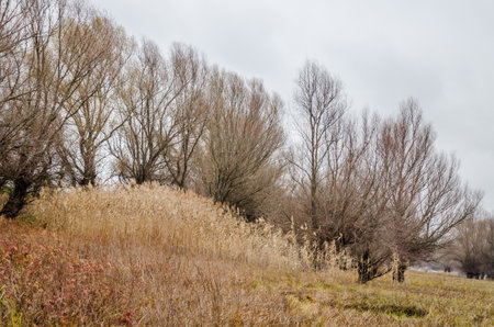 A panoramic view of the shores of the lake covered with autumn grass.の写真素材