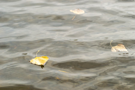An autumn yellow poplar leaf floats on the surface of the lake water.の写真素材