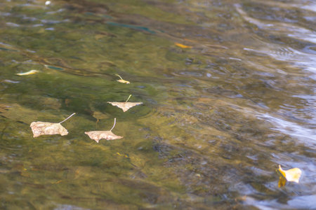 An autumn yellow poplar leaf floats on the surface of the lake water.の写真素材