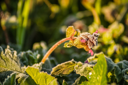 Wild nettle - Lamium purpureum. One-year or two-year meadow herbaceous plant. Wild nettle - Lamium purpureum, covered with the first morning frost.の写真素材