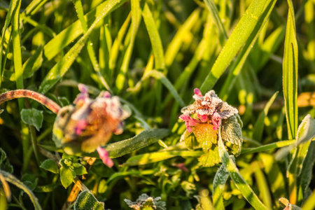 Wild nettle - Lamium purpureum. One-year or two-year meadow herbaceous plant. Wild nettle - Lamium purpureum, covered with the first morning frost.の写真素材