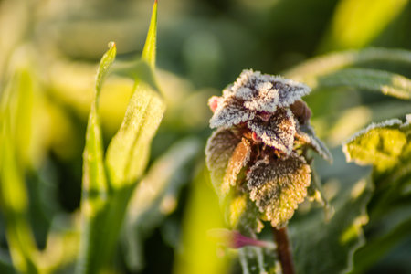 Wild nettle - Lamium purpureum. One-year or two-year meadow herbaceous plant. Wild nettle - Lamium...