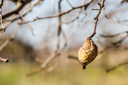 Dry quince fruit in the crown of the tree. Dry apple, quince rotten fruit on the tree in orchard, organic food.の写真素材
