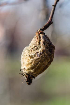 Dry quince fruit in the crown of the tree. Dry apple, quince rotten fruit on the tree in orchard, organic food.の写真素材