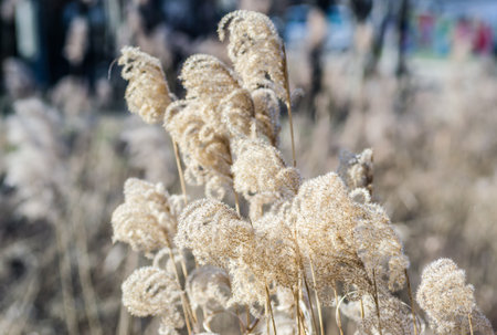 The tops of the stems of the dried plant cane. Yellow stalks of dried plant cane.の写真素材
