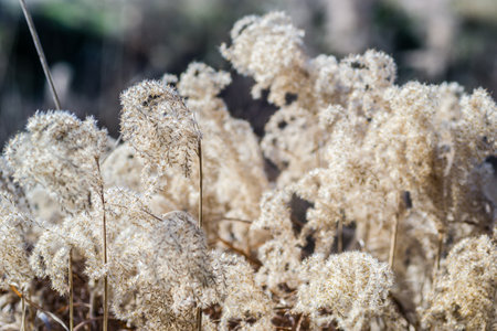 The tops of the stems of the dried plant cane. Yellow stalks of dried plant cane.の写真素材