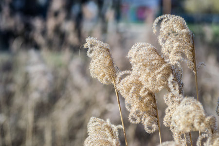 The tops of the stems of the dried plant cane. Yellow stalks of dried plant cane.の写真素材