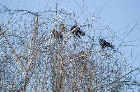 A little flock of ravens at the top of the tree canopy Willows.の写真素材