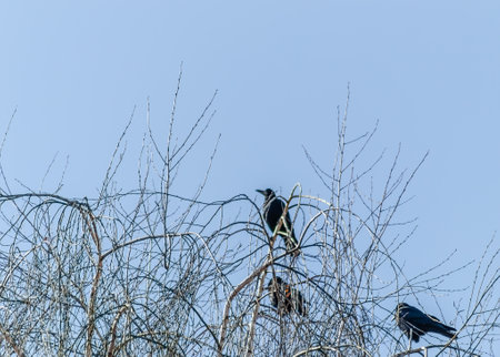 A little flock of ravens at the top of the tree canopy Willows.の写真素材