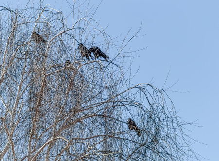 A little flock of ravens at the top of the tree canopy Willows.の写真素材