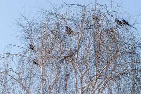 A little flock of ravens at the top of the tree canopy Willows.の写真素材