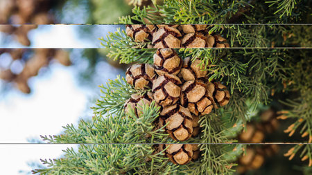 Female cypress cones (Cupressus sempervirens) on the crown of a tree in the Fruka gora National Park.の写真素材