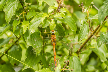 Beautiful dragonfly close up sitting on a dried blade on a background of a green grass